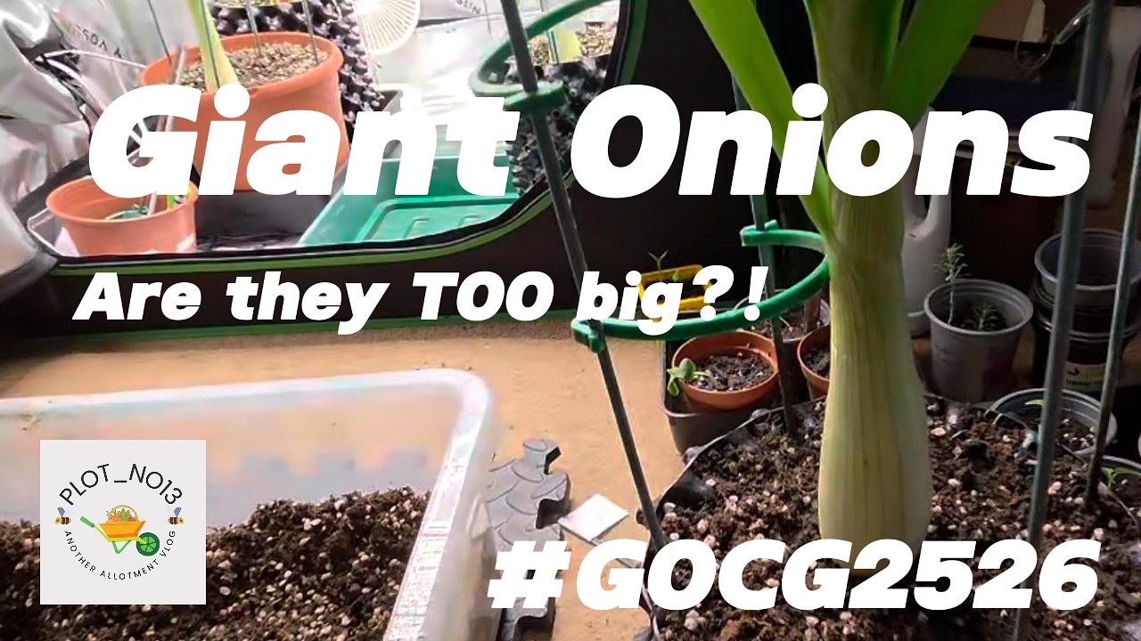 Giant Onions - Too big too soon?!
