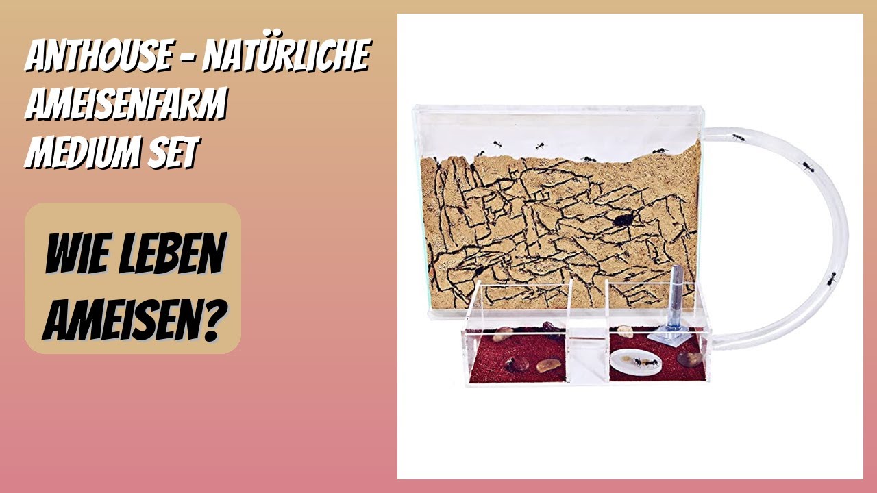 BEWERTUNG (2025): AntHouse - Natürliche Ameisenfarm Medium Set. Infos