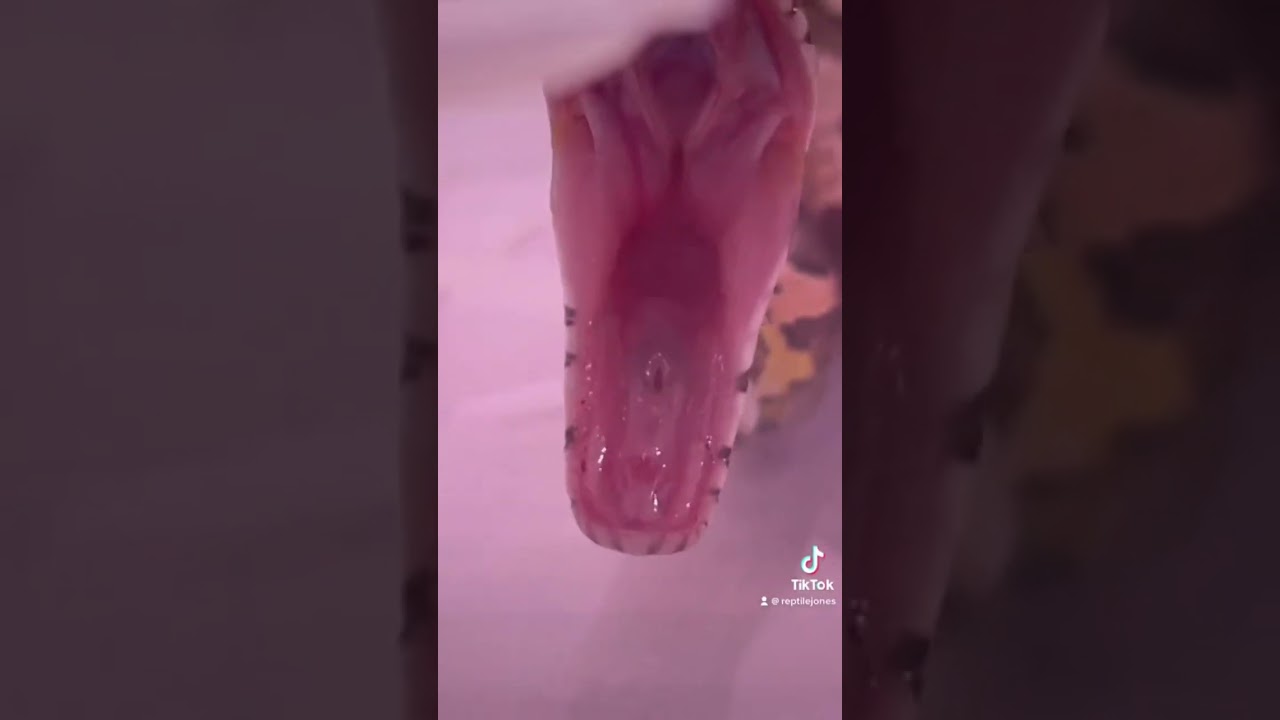 Big yawn! #snake #reptile #reptiles  #cornsnake #cornsnakes #yawn