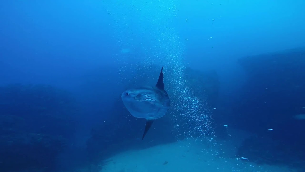 Buceo en Tarifa 06 12 18