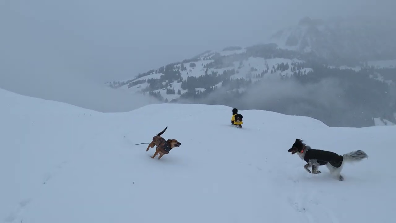 Snow Day in Frutigen Jan 10, 2026