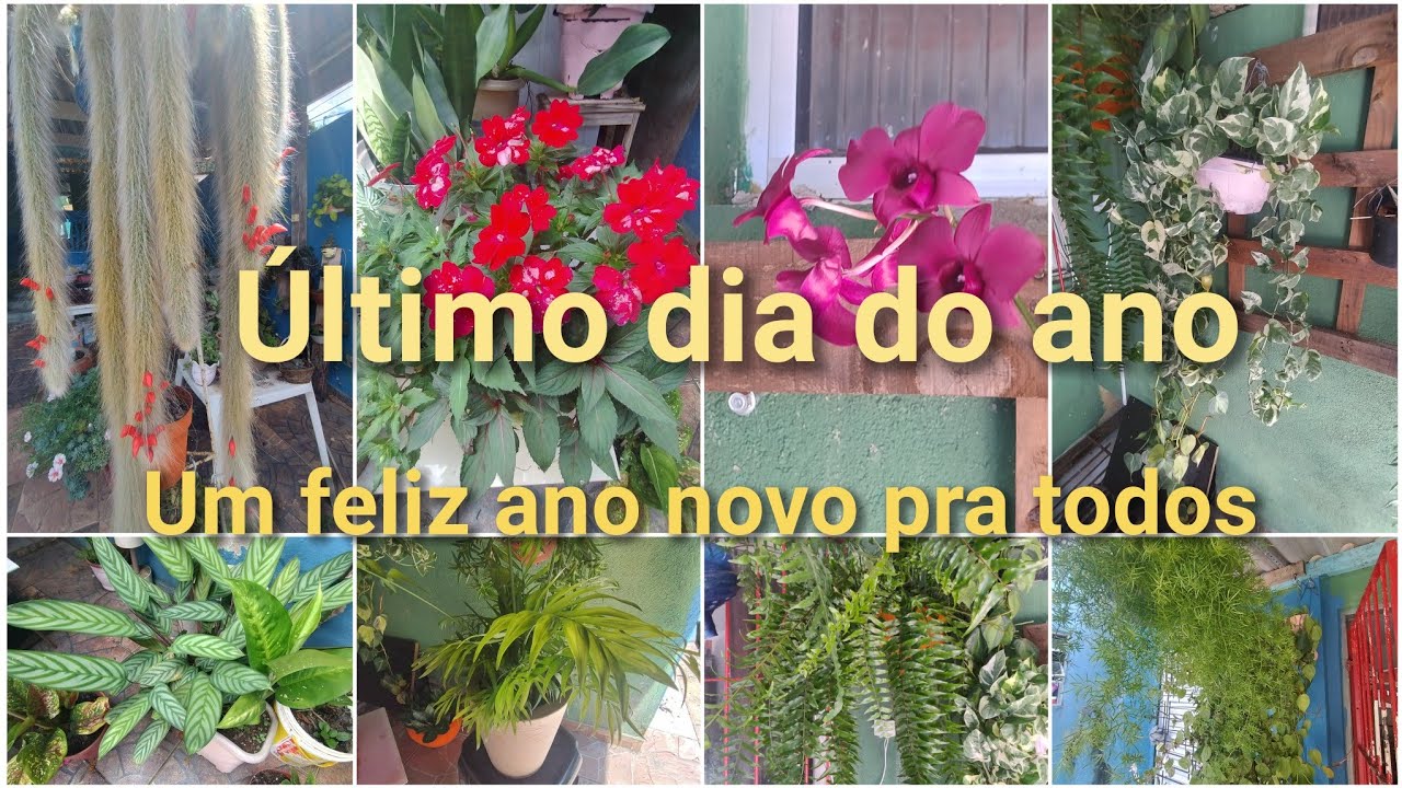 O MEU RABO DE MACACO 🐒 EXPLODINDO  DE TANTA FLORAÇÃO DEPOIS DA ADUBAÇAO FELIZ ANO NOVO BJS ❤️