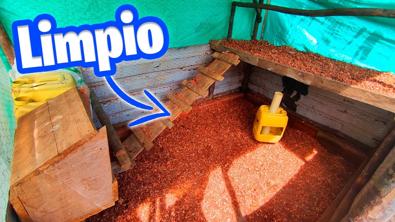 LIMPIEZA PROFUNDA A MI GALLINERO 🐔 ¿COMO DESINFECTO MI GALLINERO?