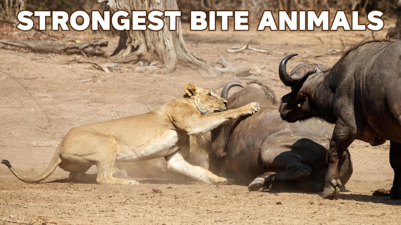 Nature's Bite Force: The Most Powerful Animal Bites Ever | Strongest Bite