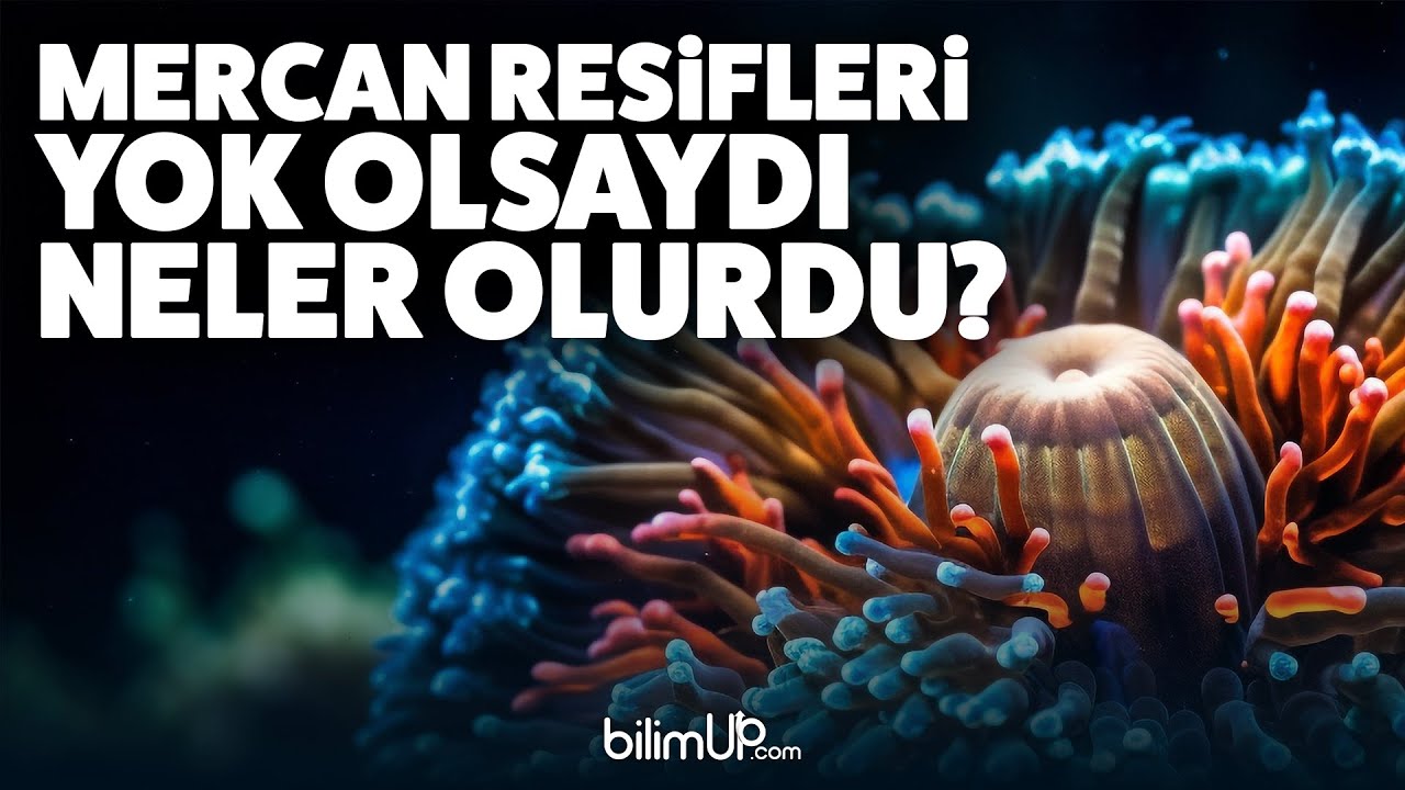 MERCAN RESİFLERİ YOK OLSAYDI, NELER OLURDU?