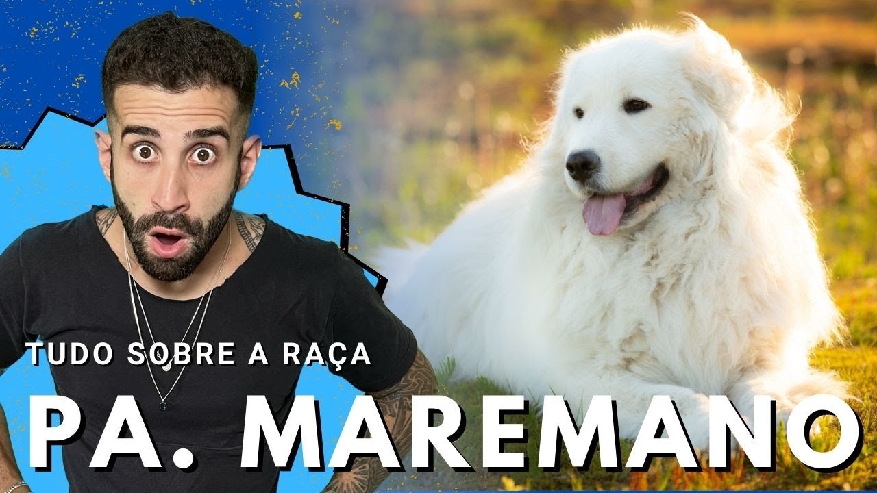 Tudo sobre a raça PASTOR MAREMANO