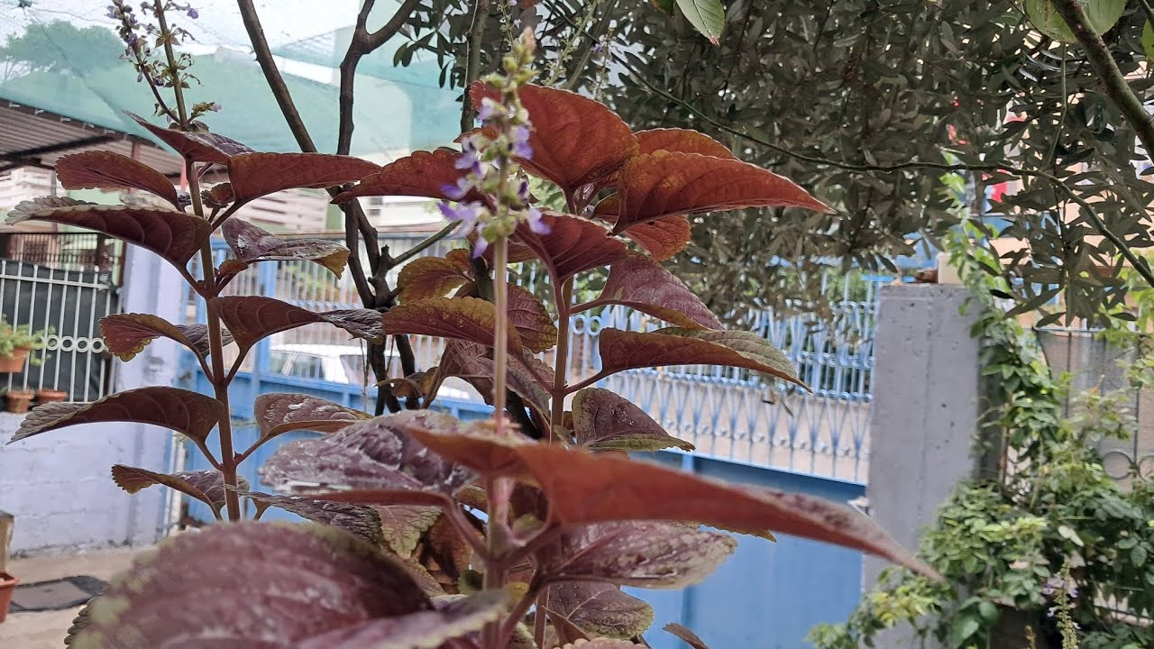 💦Öldürmesi Neredeyse İmkansız! 😍 |🌿 Yaprak Güzeli (Kolyos) Bakımının Tüm Sırları🌧🌞