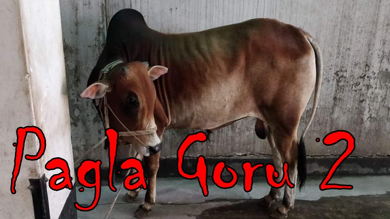 Pagla Goru 2nd Part | Khamar Bari Agro | Cow Farm in Bangladesh