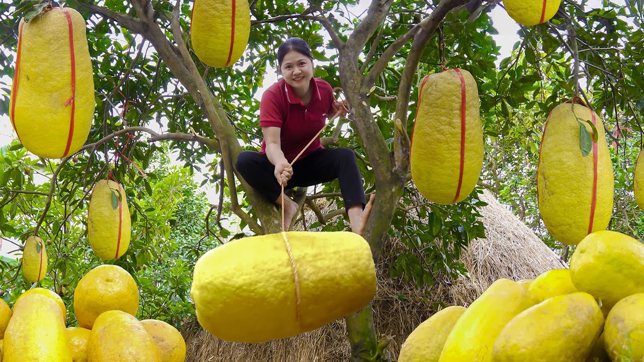 Satisfying Village Life 🌿 Harvesting Giant Yellow Grapefruit & Go To Market Sell | Farm 4K