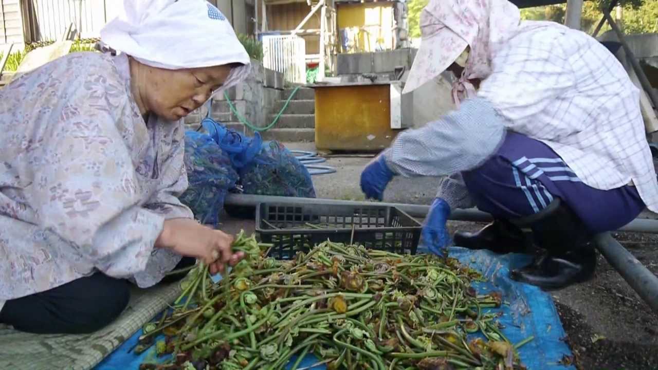 鮭川村木の根坂　干しゼンマイづくり