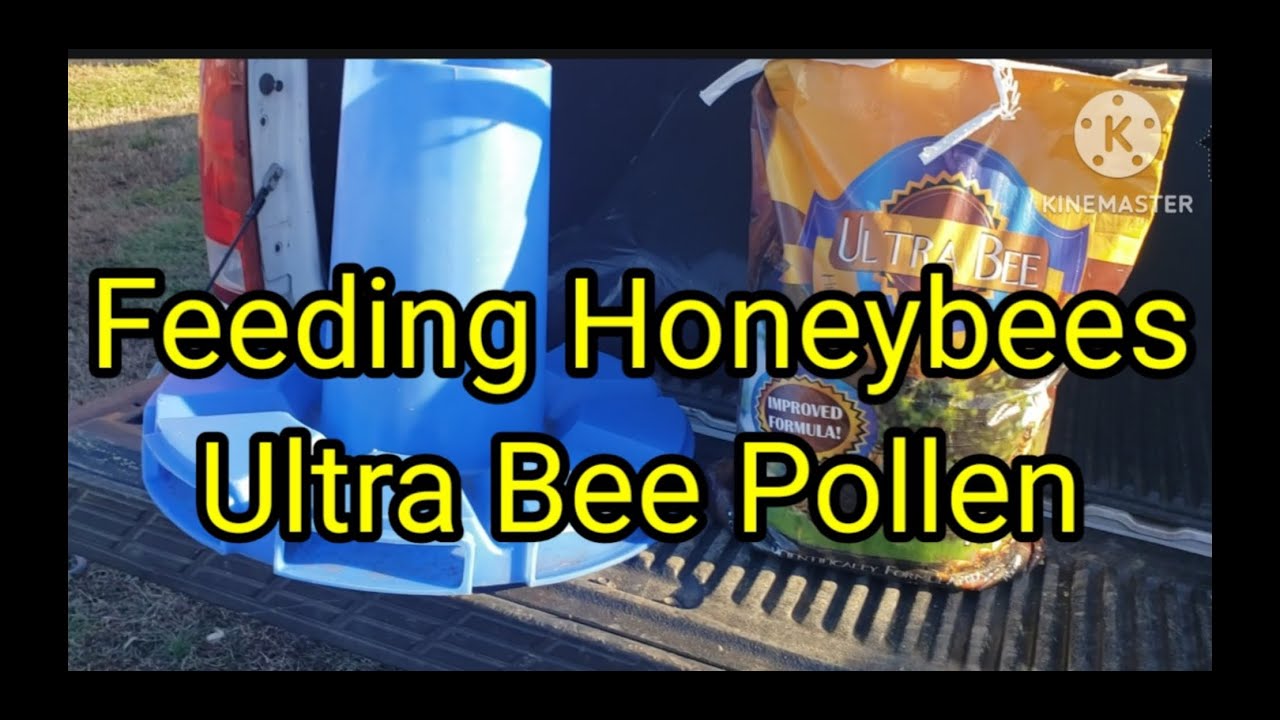 Feeding Honeybees Ultra Bee Pollen