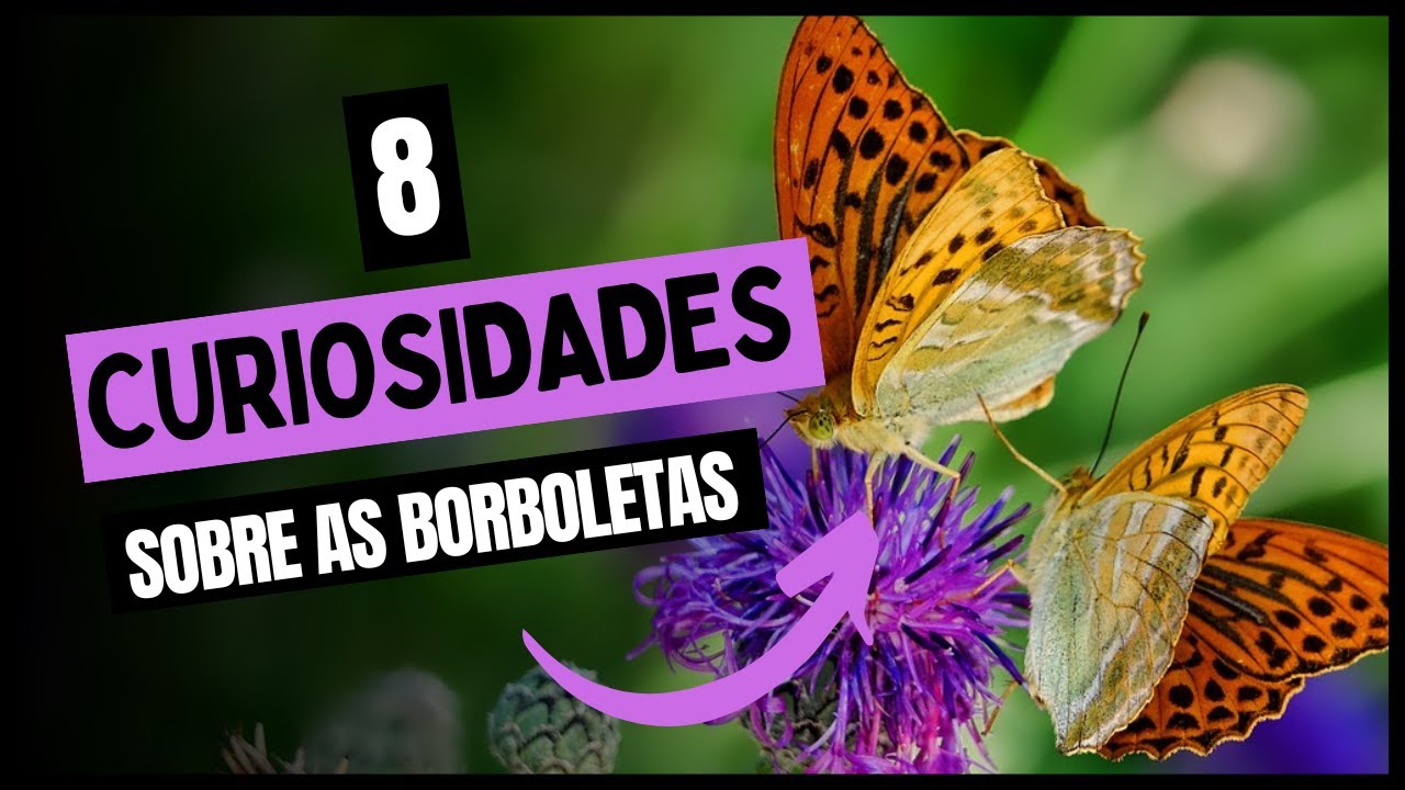 8 CURIOSIDADES SOBRE AS BORBOLETAS
