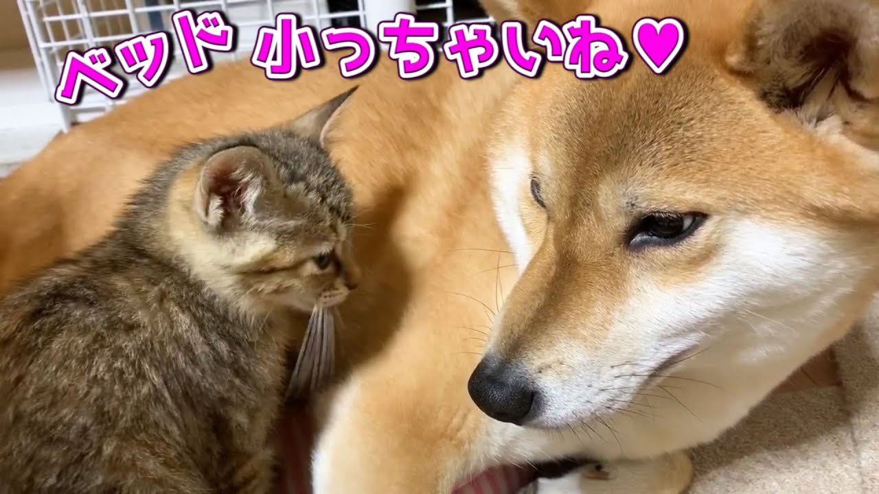 小さな猫ベッドにはみ出しながらもくつろぐ柴犬を見た子猫が♥ Shiba Inu getting into a small bed