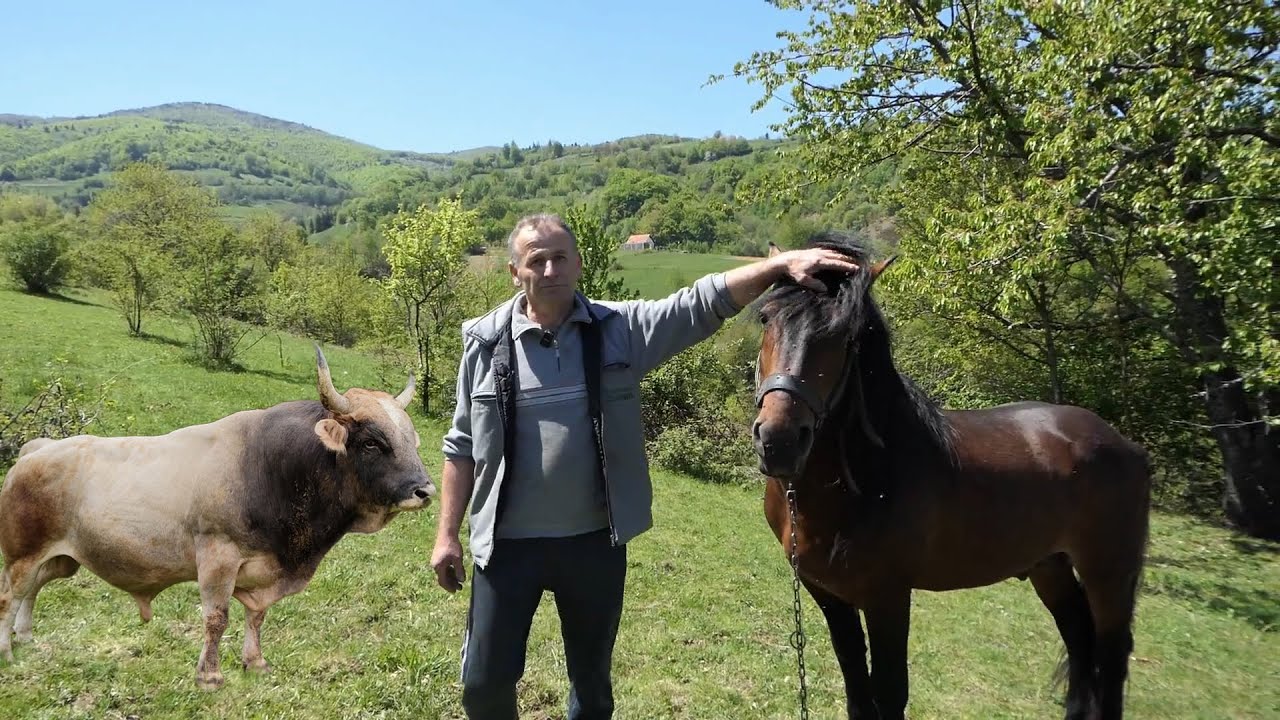KAKO JE SAMIRA ČORBEGA NAJPOZNATIJEG  STOČARA IZ N0VOG TRAVNIKA  VLASTITI BIK  UNAKAZI