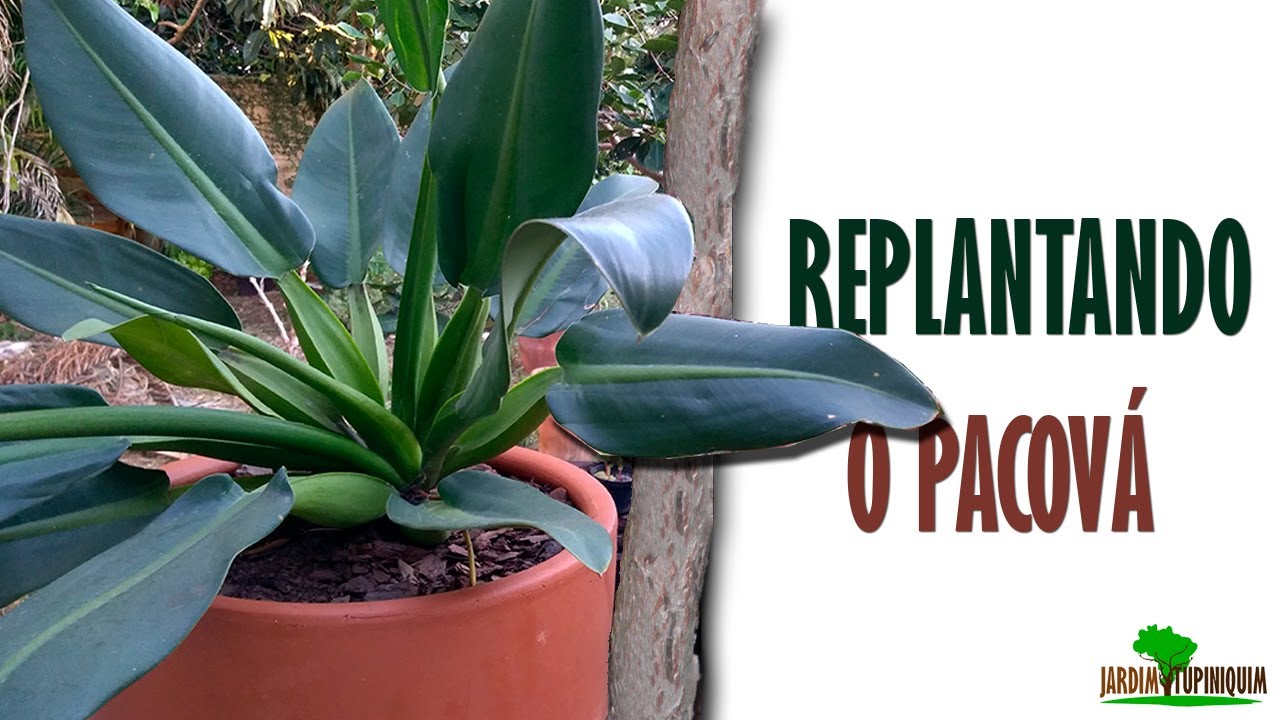 Transplantando o meu Pacová!