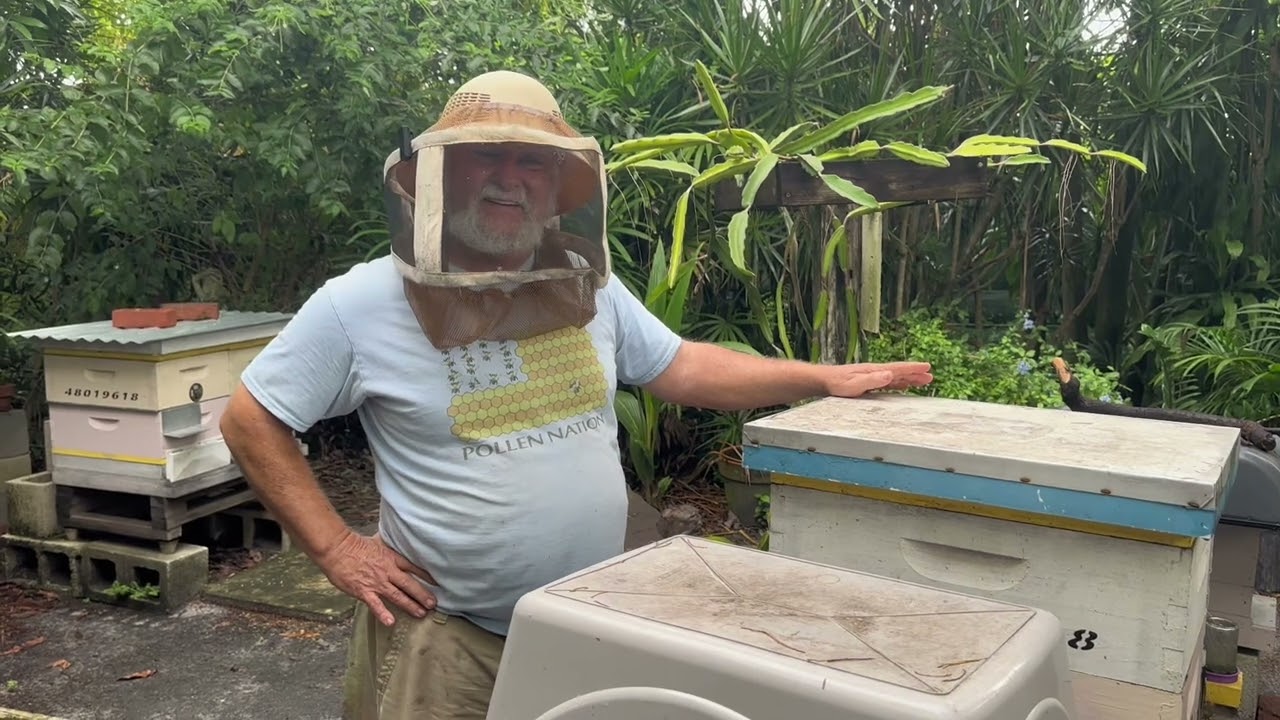 Banana Smoothies for Your Bees - beekeeping