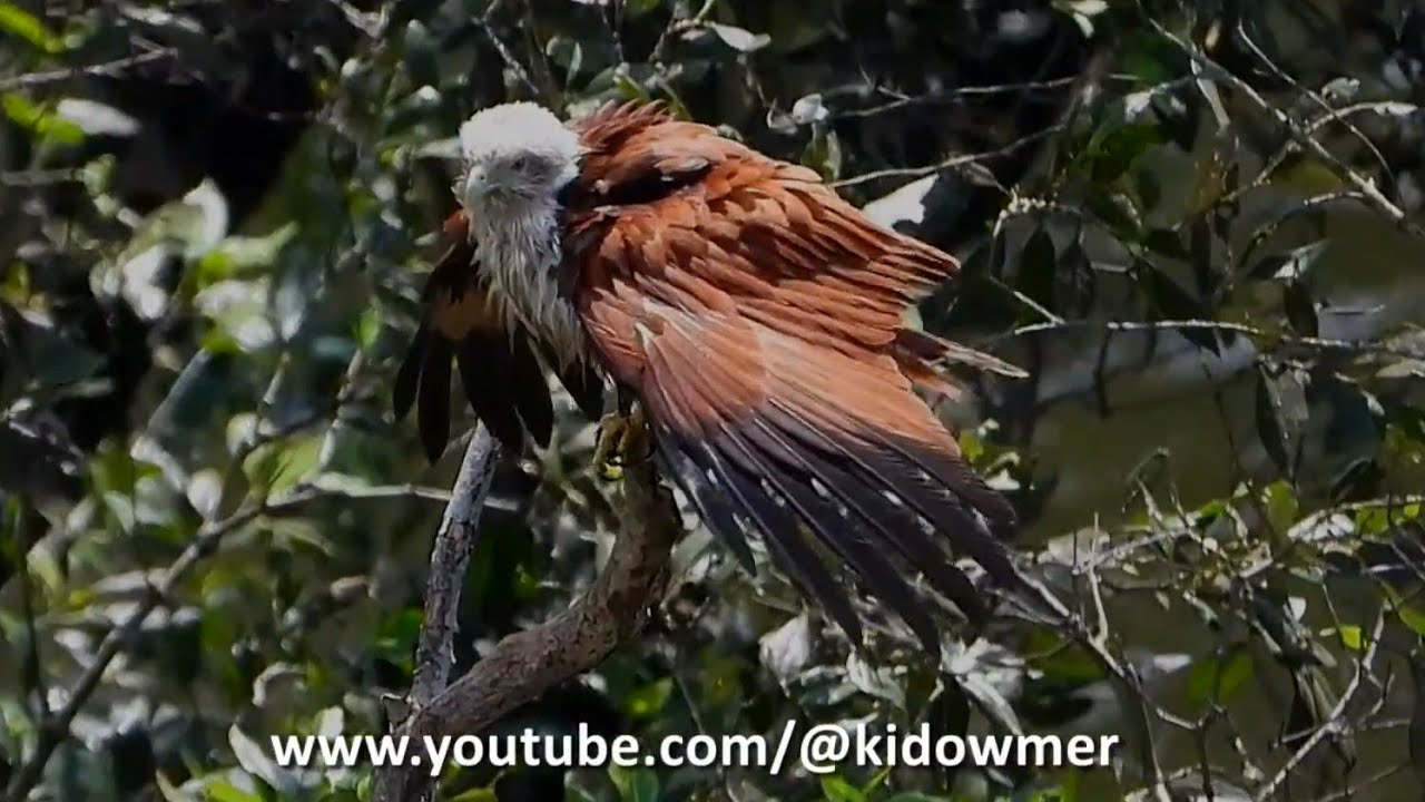 A wet BRAHMINY KITE drying up in the sun, Singapore 