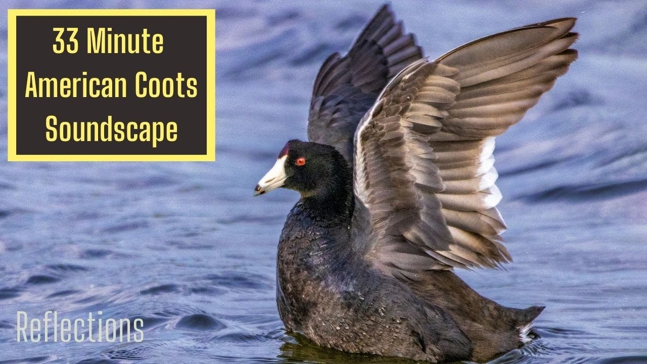 30 Minutes Soundscape - American Coots