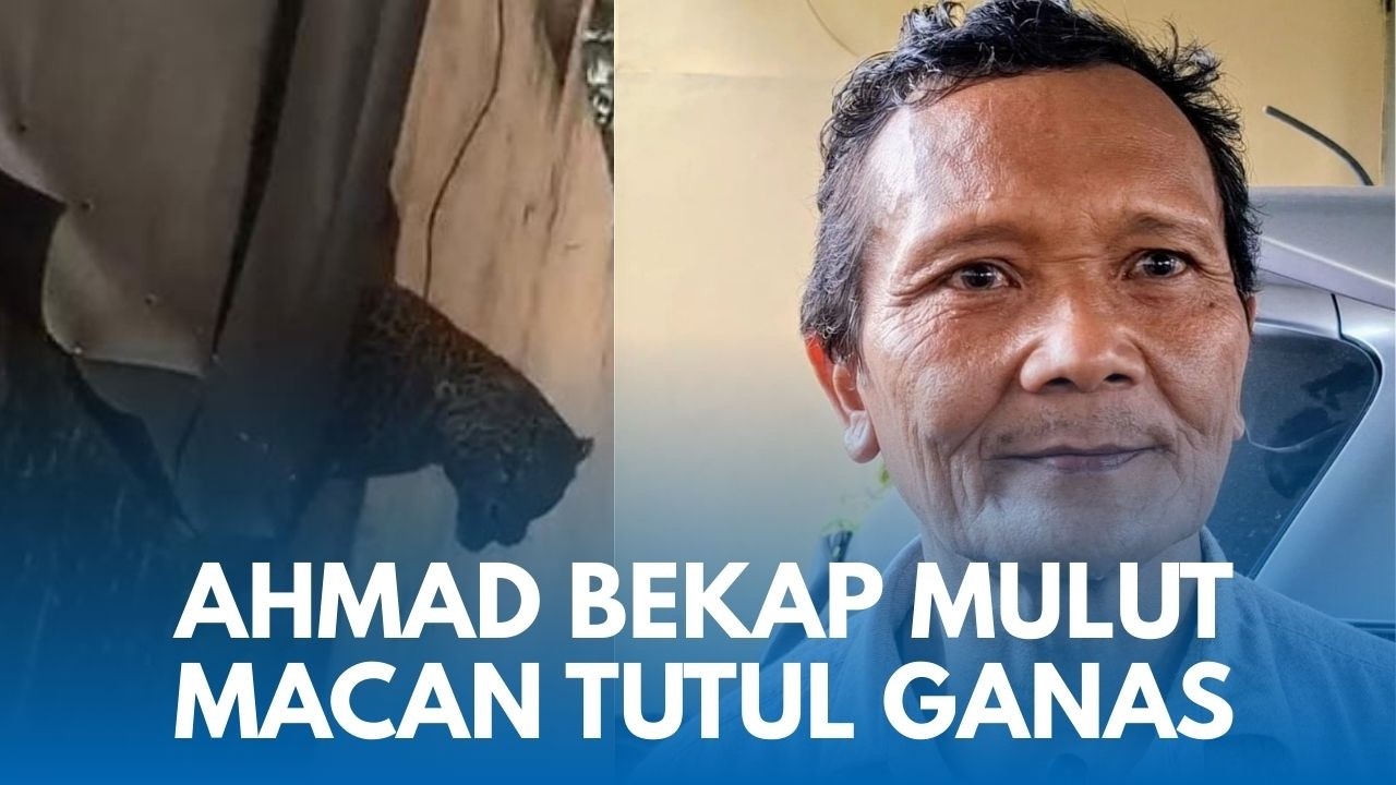 KISAH MANG AHMAD! Pedagang Pasar Tangkap Macan Tutul Ngamuk di Bandung, Bekap Mulut Bertaringnya