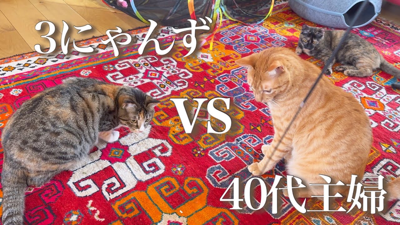 【40代、限界…】猫じゃらし係、撮影係、全部ひとりでやってます。今日も3にゃんず。