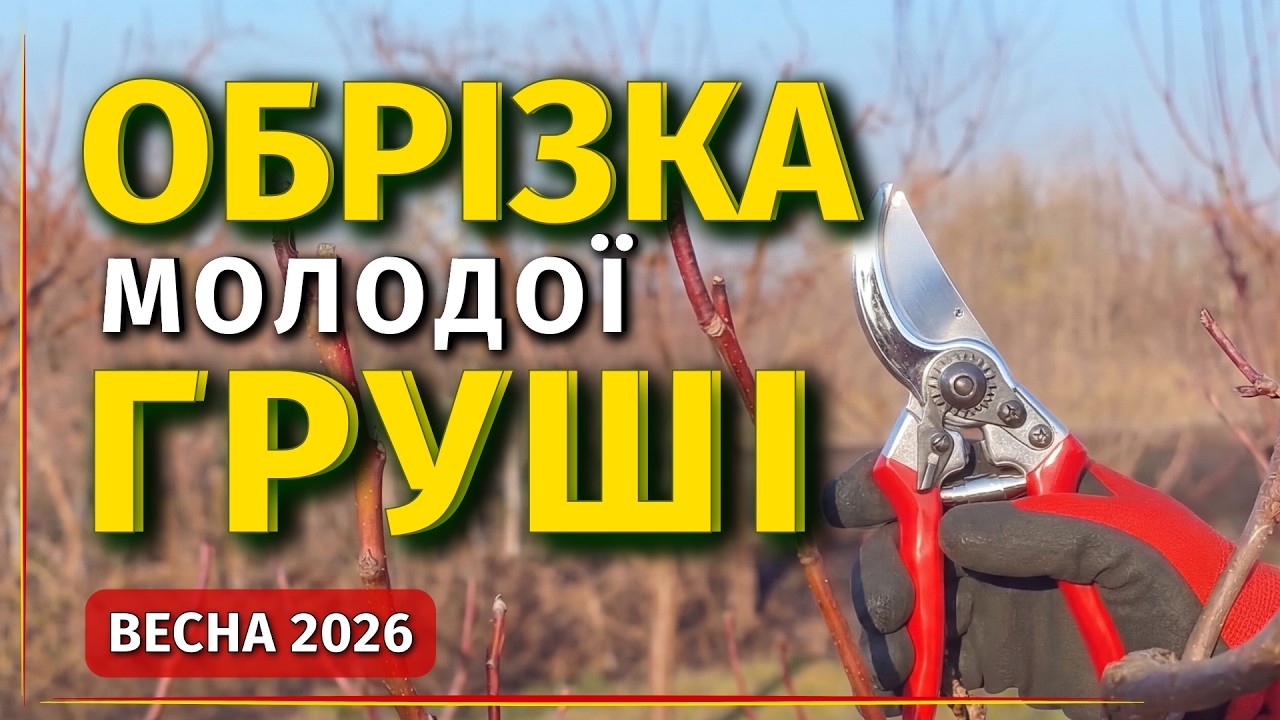 ОБРІЗКА МОЛОДОЇ ГРУШІ: ЛОГІКА ФОРМУВАННЯ КРОНИ