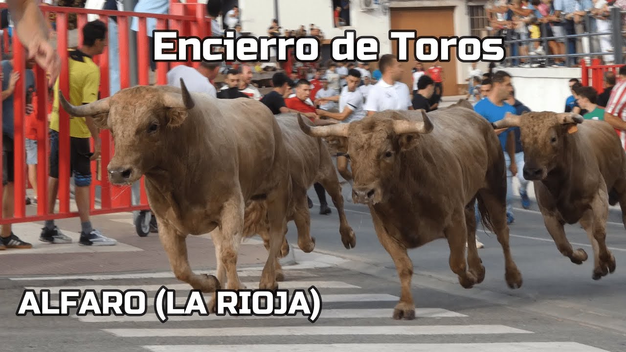 Alfaro encierro con Toros 2025 #fiestasalfaro2025 #alfaroencierros