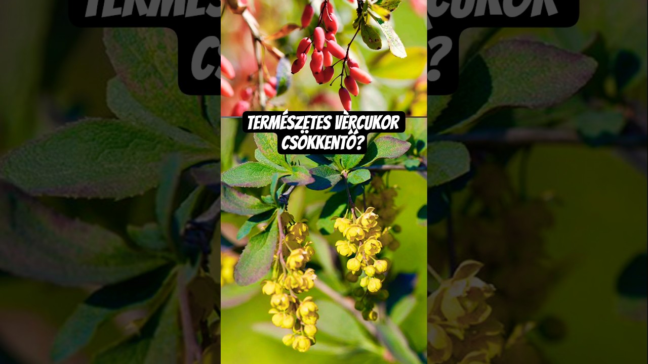 Term&eacute;szetes v&egrave;rcukor cs&ouml;kkentő? #inzulinrezisztencia #berberine # pcos