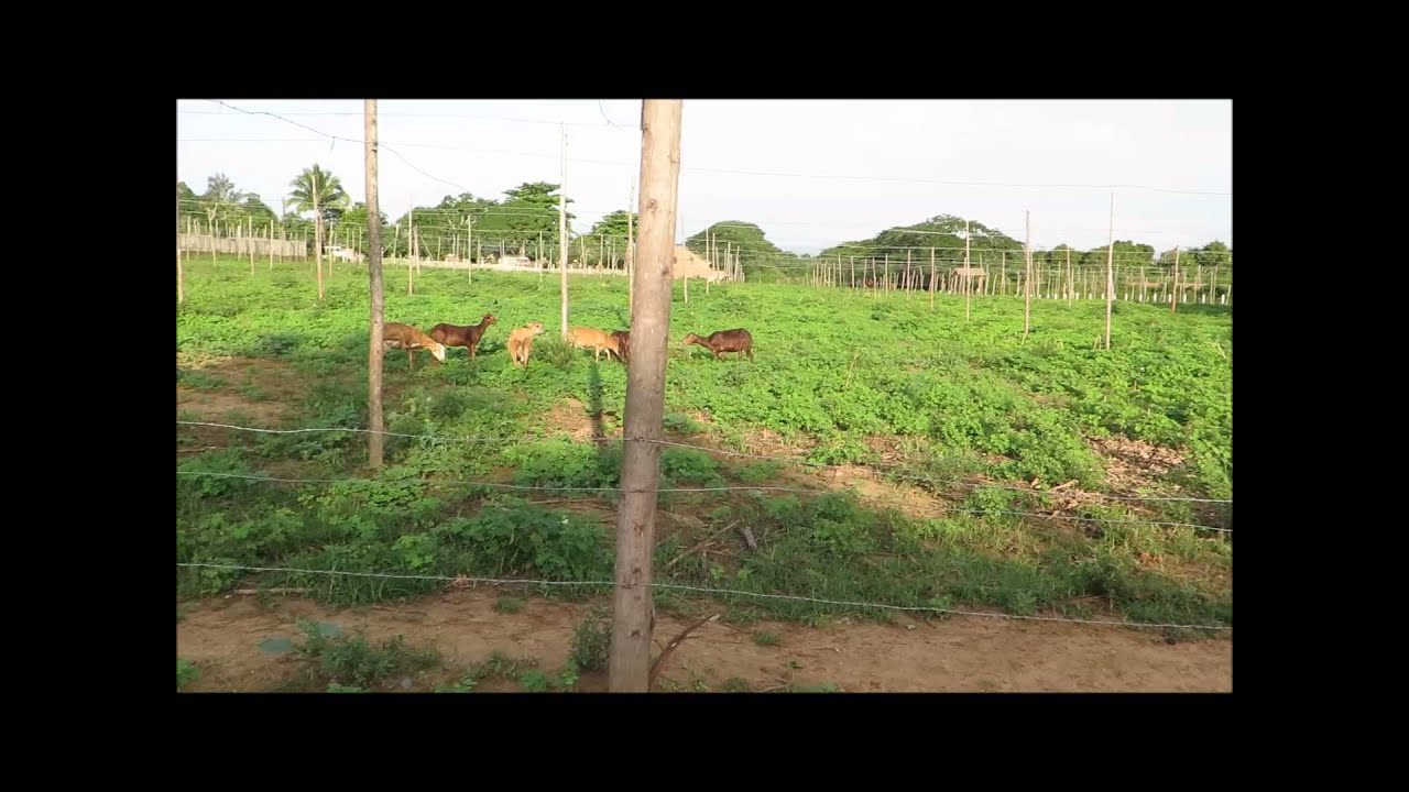 Days at the tobacco farm with Hector Luis Prieto