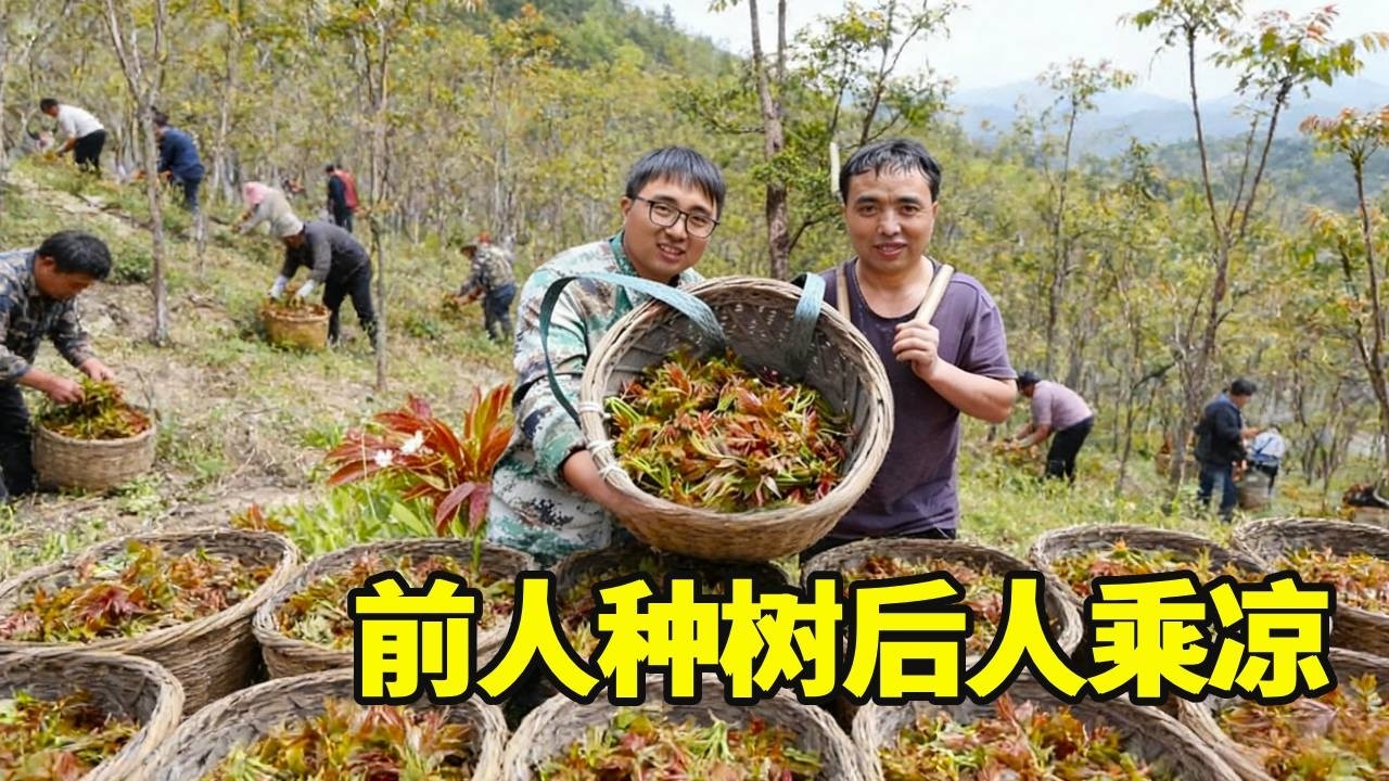 前人种树后人乘凉，爷爷种了20年的香椿，冬宝搞了一背篓，发财了【湘西冬宝】