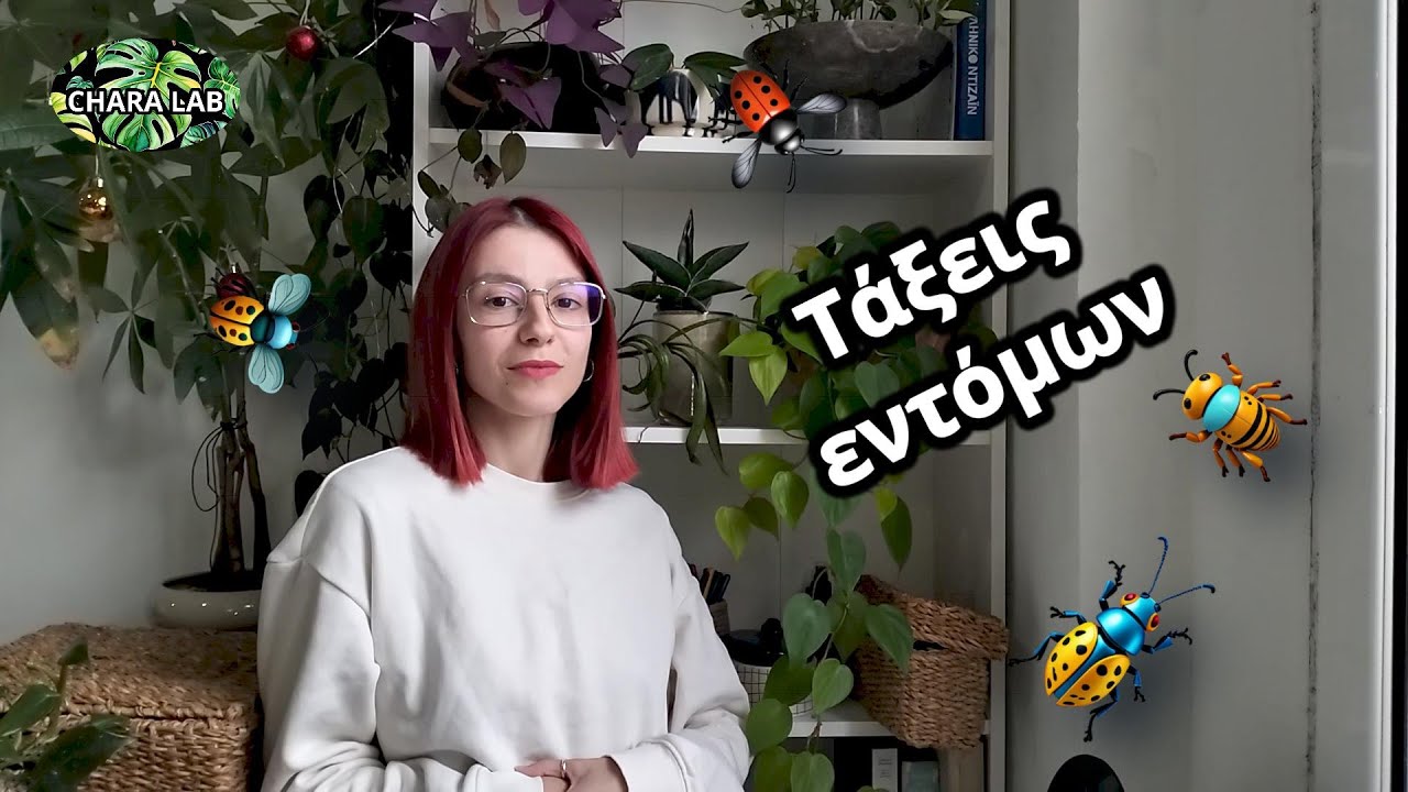 Οι τάξεις των εντόμων! // Chara Lab