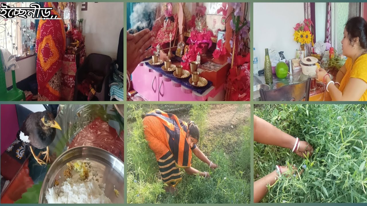 সেই ছোটো বেলার মত গাছ থেকে কড়াই তুলে খেলাম আজ #newpost  #bengolividio 