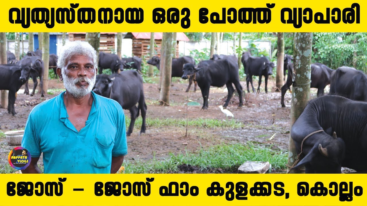 കേരളത്തിലെ പോത്ത് മേഖലക്ക് എന്താണ് സംഭവിക്കുന്നത് ❓ ആരും പറയാത്ത സത്യങ്ങൾ ✅ പോത്ത് വളർത്തൽ 🐃🐃🐃