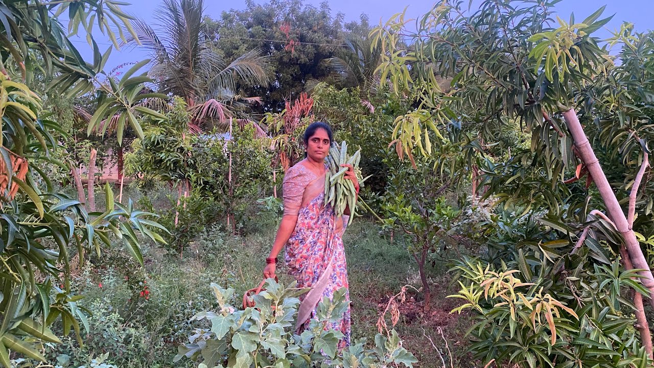 ప్రకృతి వడిలో పరవశించటం కూడా వరమే॥పెద్ద వర్షం తరువాత తోట పరిస్తితి॥మళ్ళీ మట్టి పొయ్యి@sravnamegham