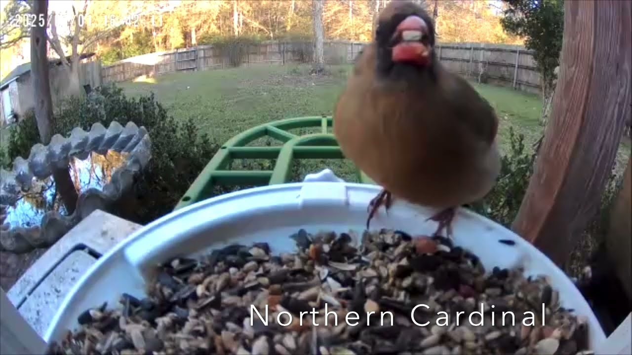 Bird Feeder Cam - Female Northern Cardinal (Red Bird) in Texas.