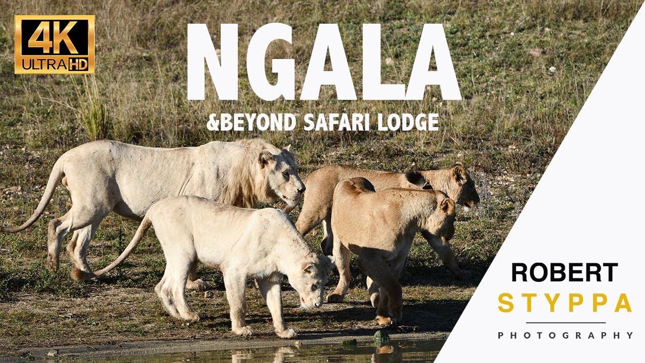 NGALA &BEYOND LODGE (SOUTH AFRICA): See the only free living white lions in the world