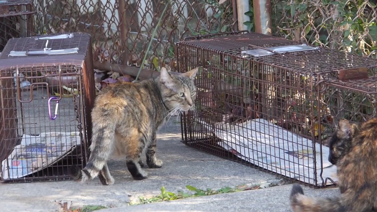 How To Trap, Neuter, Return Feral/Community Cats