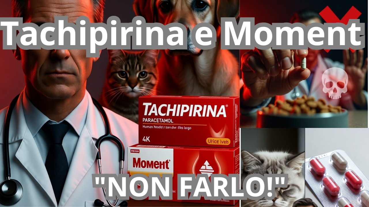 Errore Fatale Dare Medicine Umane a Cani e Gatti