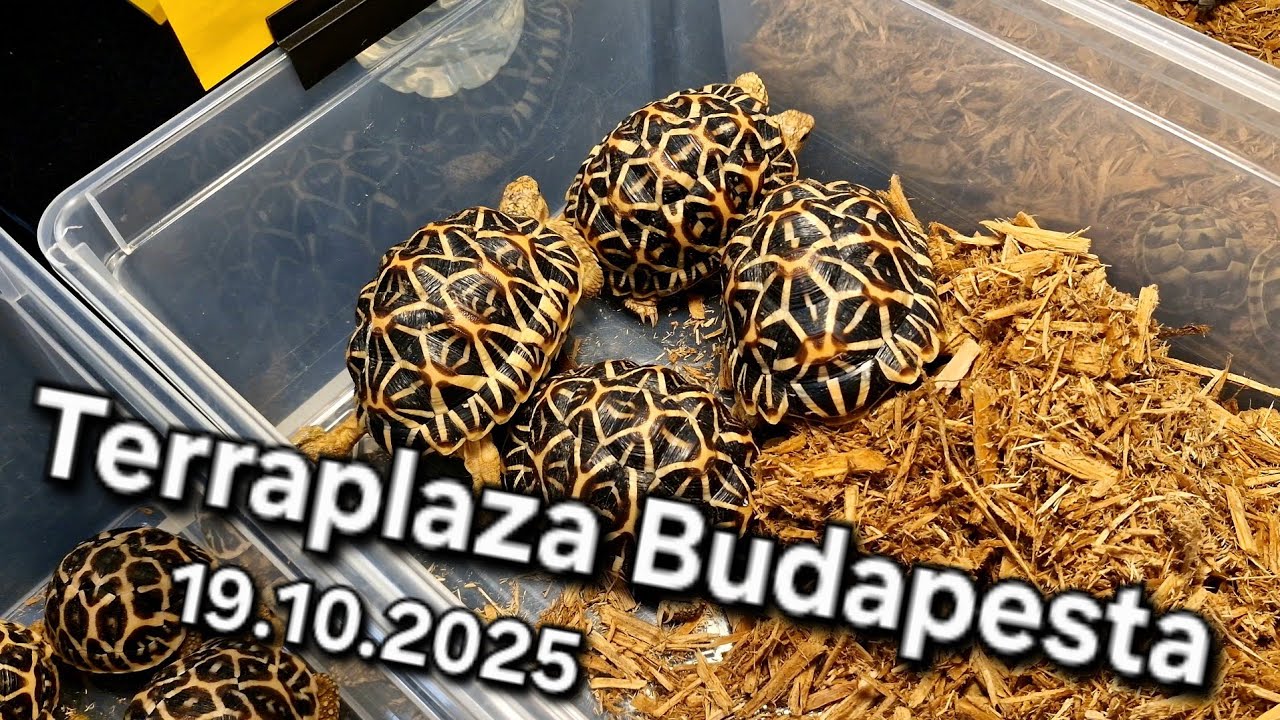 Терраплаза Будапешт 19.10.2025