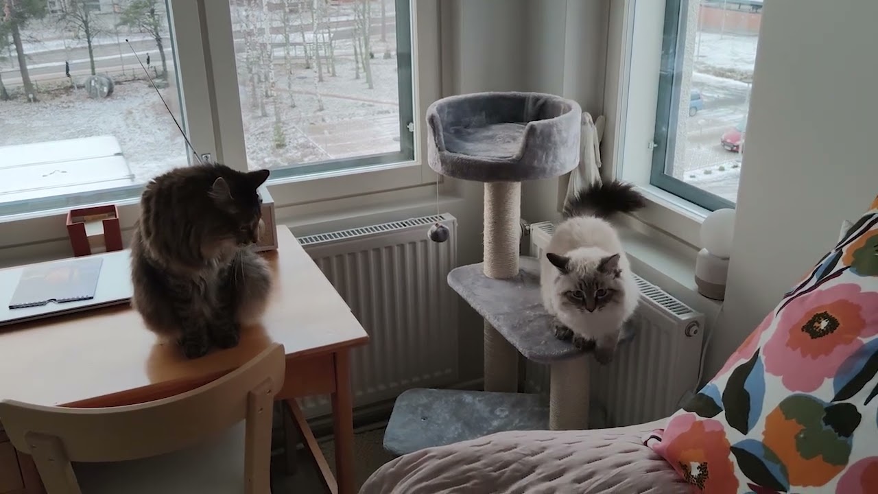 Venni ja Valo