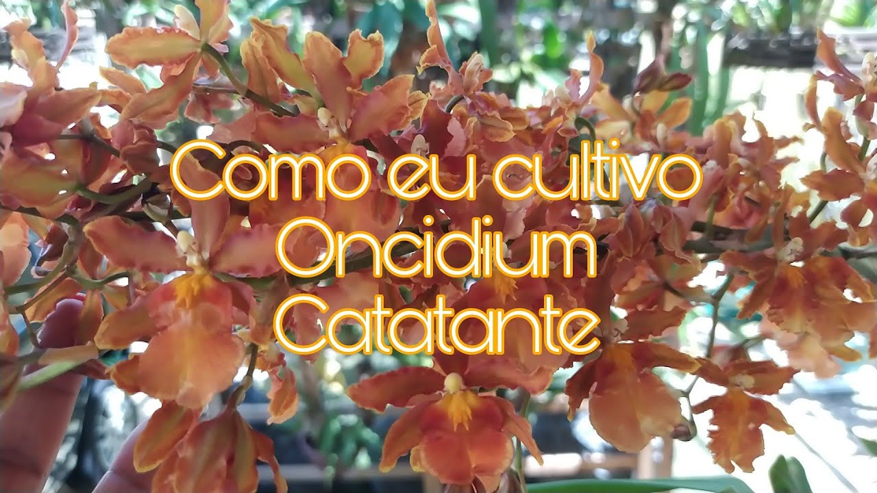 Como eu cultivo Oncidium Catatante - respondendo vocês 🧡