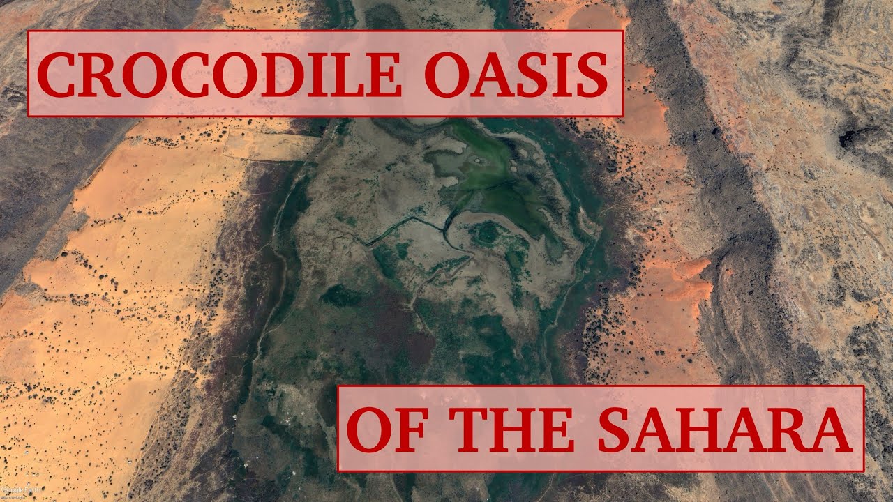 Will this crocodile oasis of the Sahara survive climate change?