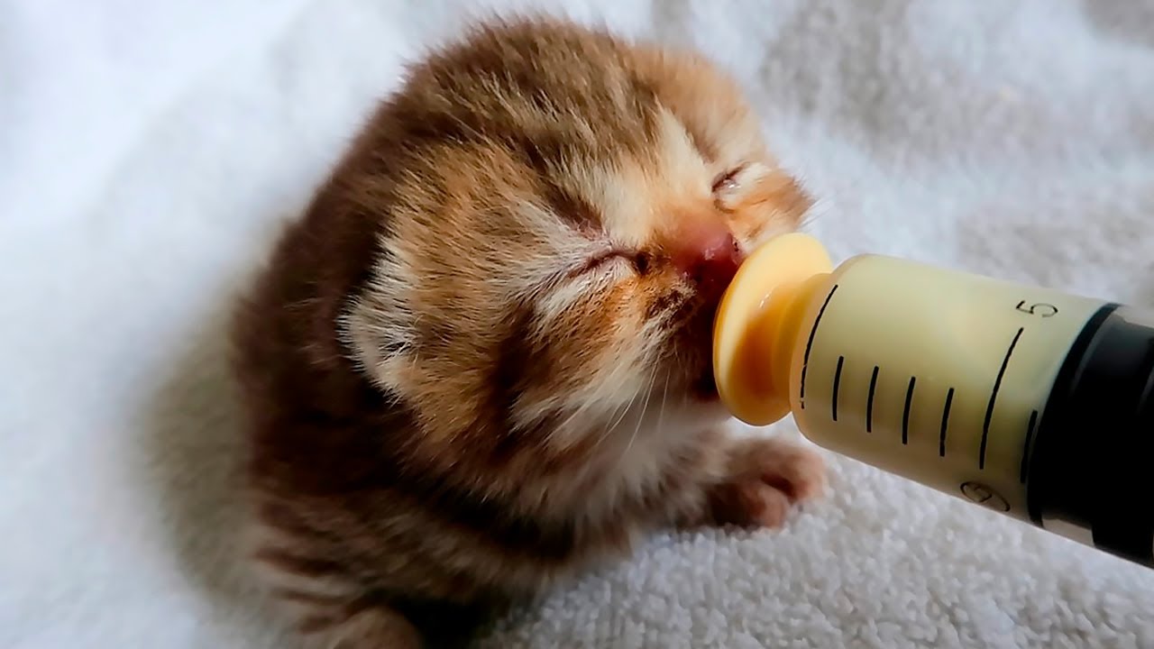 Helping Tiny Kittens Thrive: Why Won’t Choco Open His Eyes? Subtitles