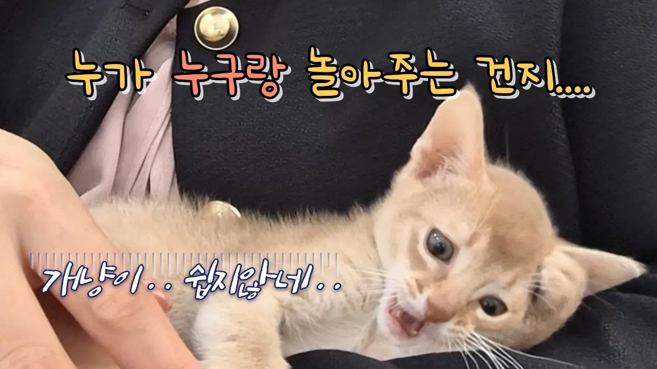개냥이 키우기… 생각보다 쉽지 않다 😂 #오늘의행배 #아비시니안 #개냥이