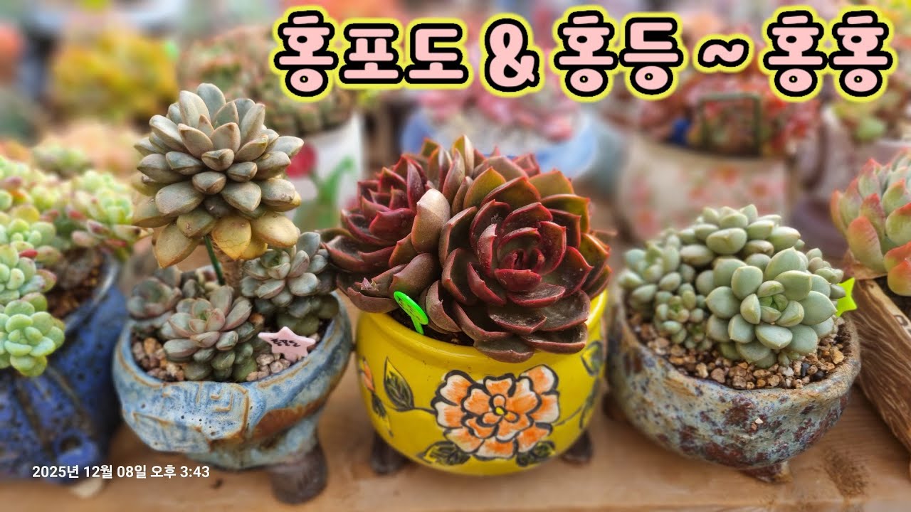 다육이 홍포도 & 홍등군생을 분갈이해요 💕 꽃나래다육에서 온 예쁜애들 💕#다육이 #다육식물 #succulent 