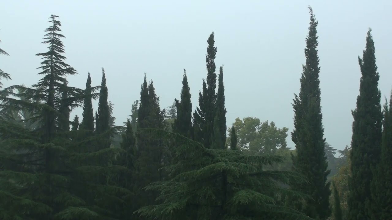 Дождь с грозой. Просто полчаса дождя)