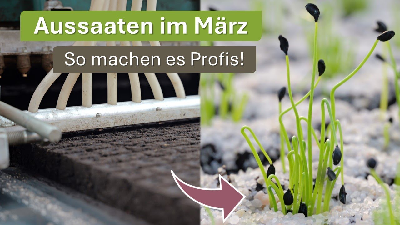 Jungpflanzen vorziehen, so machen es die Profis! Aussaat im März 🌱 Gemüse erfolgreich vorziehen 🥦🍅🥬