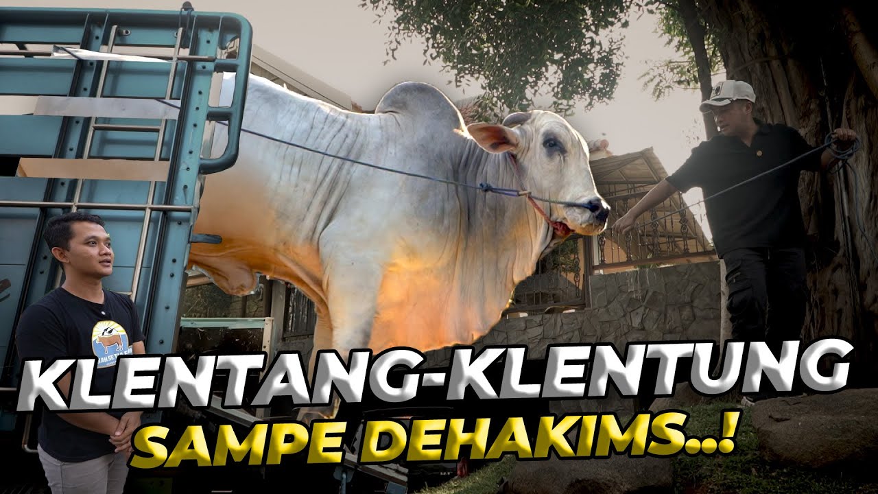 INI DIA SAPI PO YANG AKAN JADI MENTOR SANJAYA..!