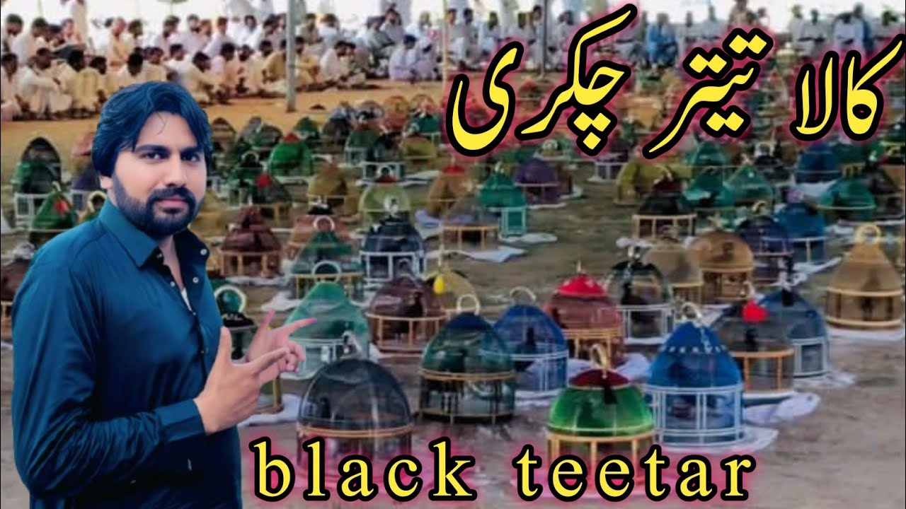 Black teetar tournament II Desi work vlog