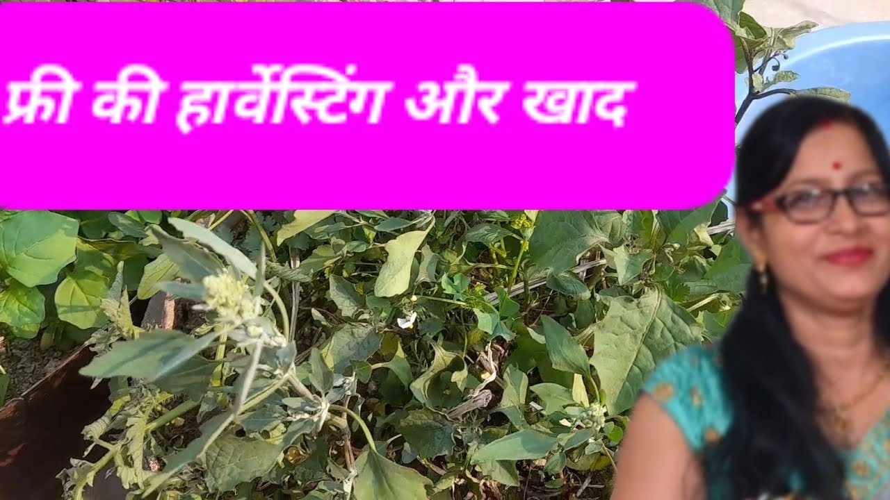 फ्री की हार्वेस्टिंग और फ्री की खाद!