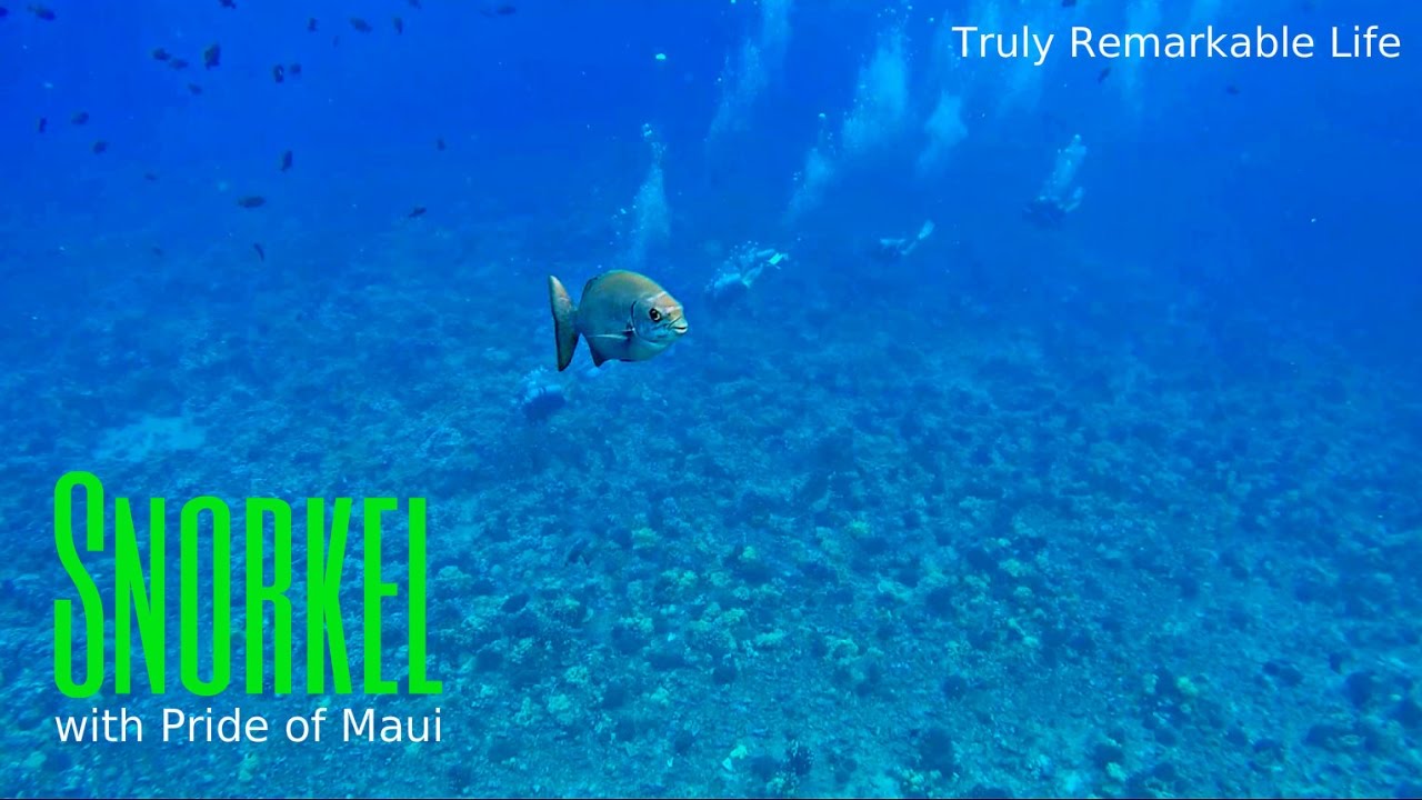 Snorkeling MOLOKINI CRATER and Turtle Town with the Pride of Maui  |  Truly Remarkable Life